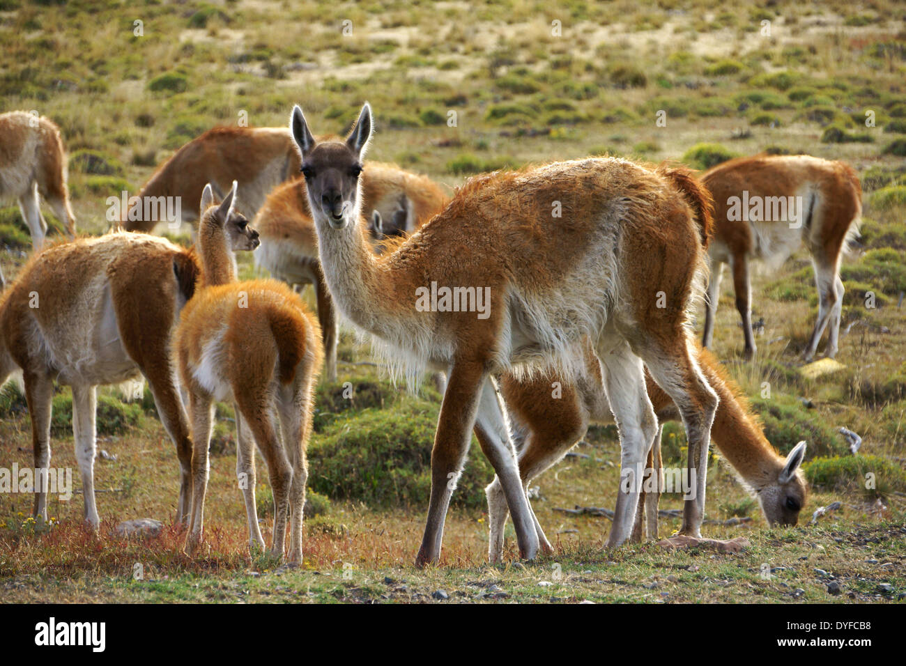 Guanakos (Lama guanicoe) grazing in Torres del Paine NP. Patagonia, Chile Stock Photo