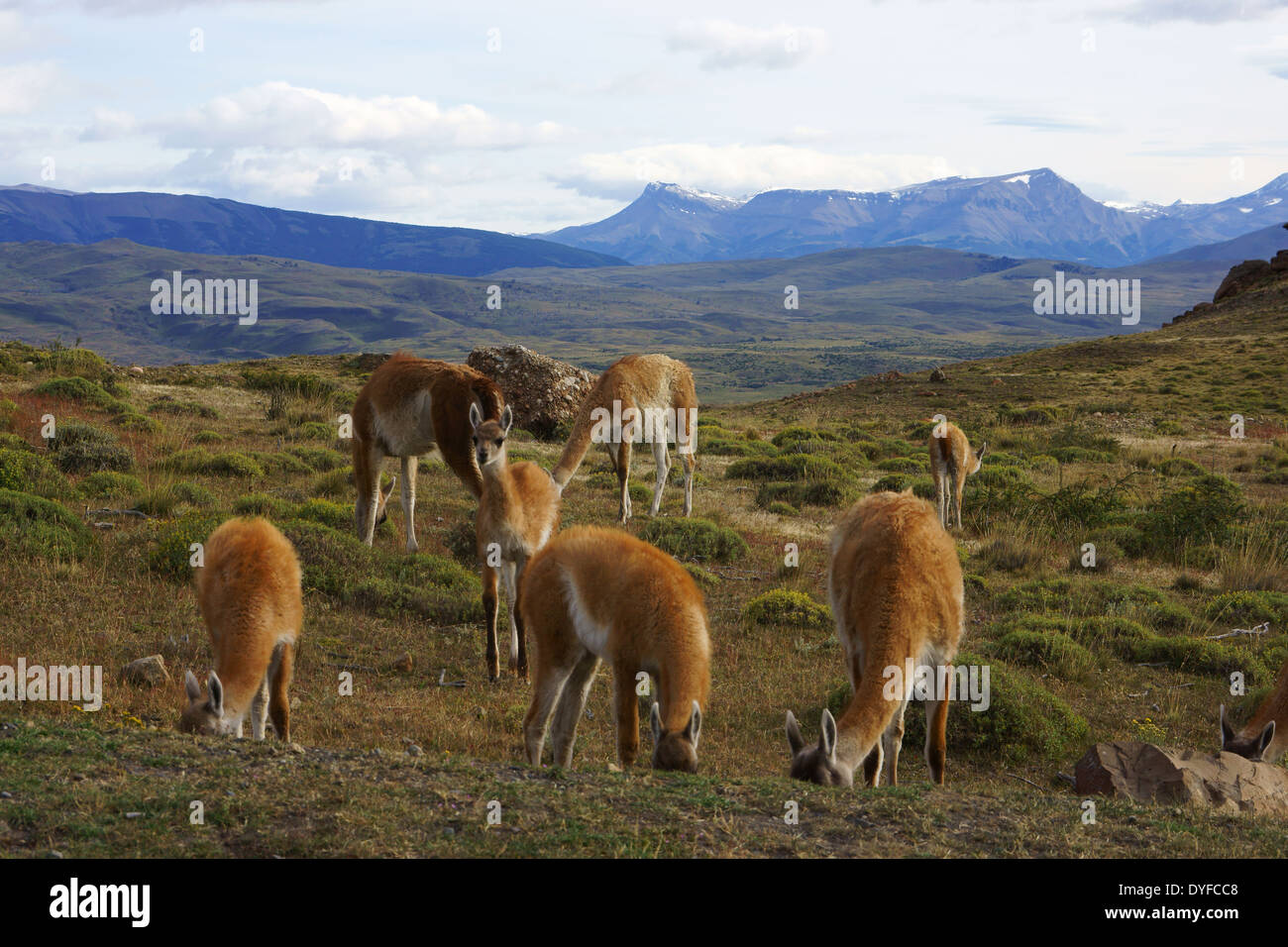 Guanakos (Lama guanicoe) grazing in Torres del Paine NP. Patagonia, Chile Stock Photo