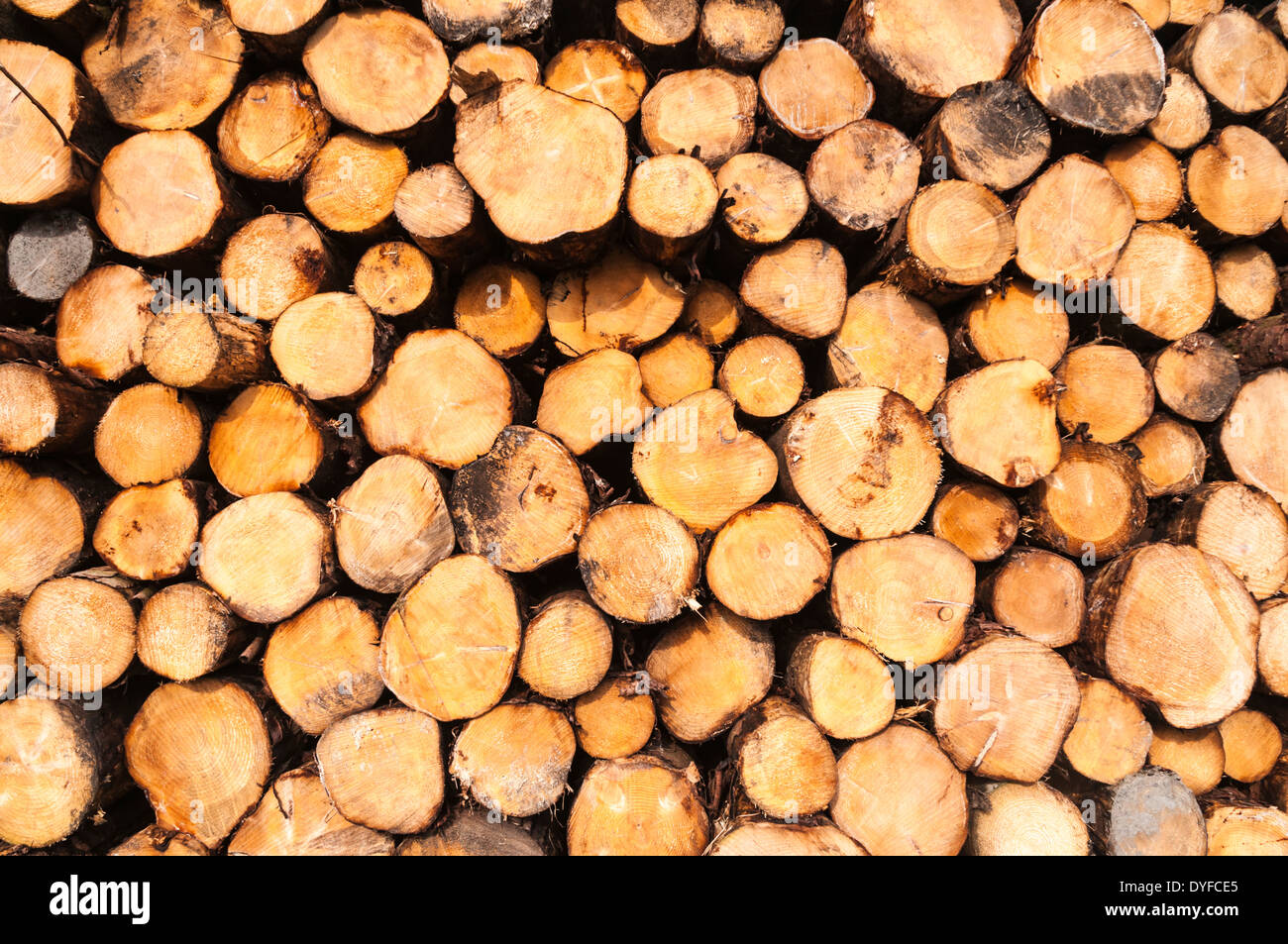 Freshly logged timber, piled up Stock Photo