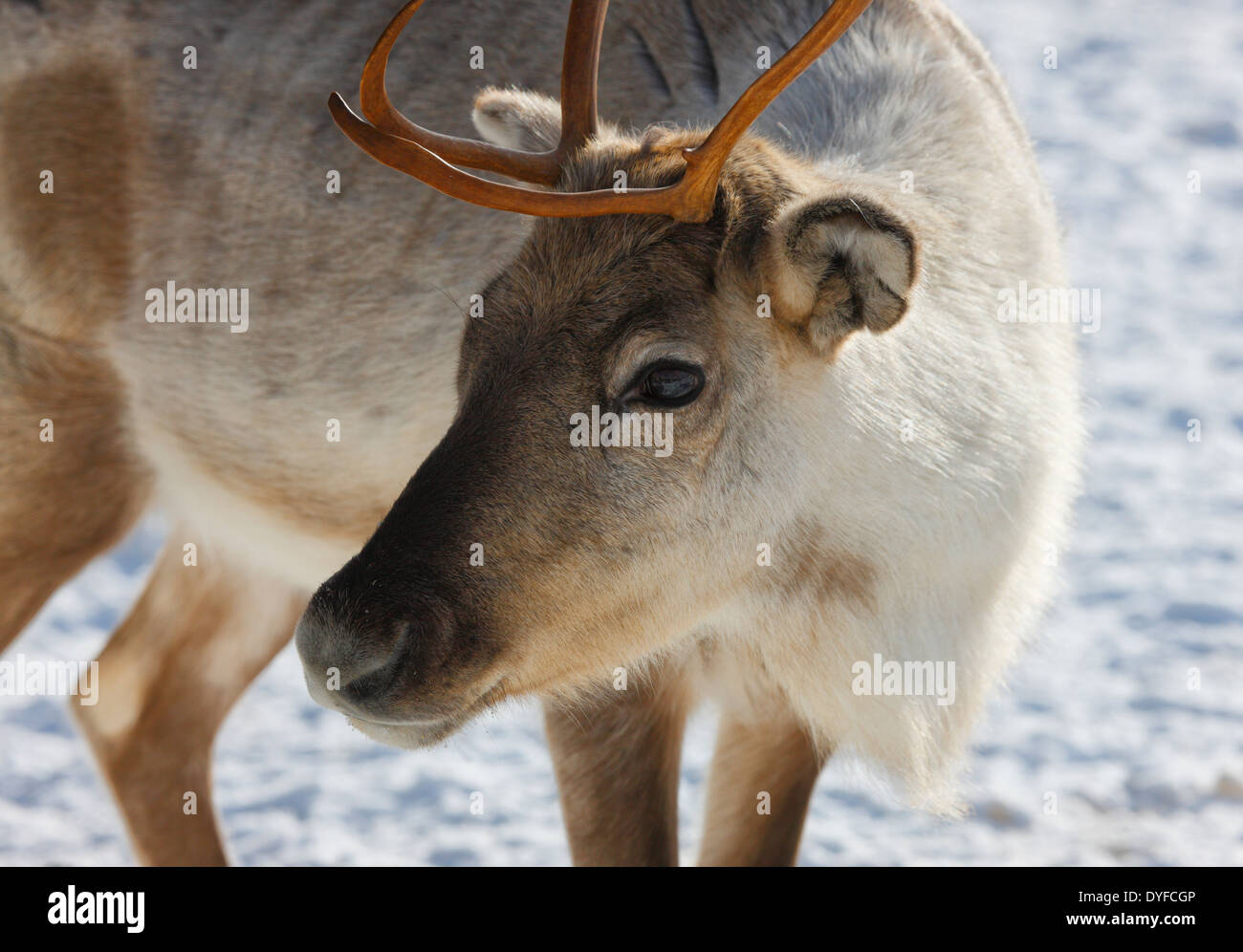 Reindeer close up - Lapland Finland Stock Photo
