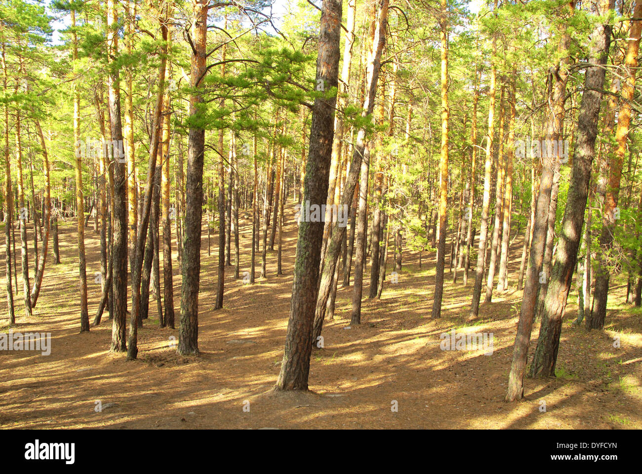 Beauty forest hi-res stock photography and images - Alamy