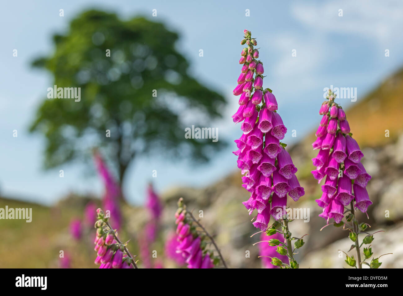 Foxgloves growing on rough ground near Sycamore Gap and Hadrian's Wall, Northumberland, England Stock Photo