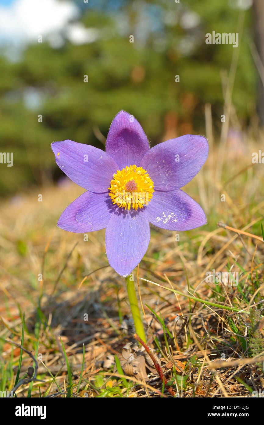Rare Spring Flower Pulsatilla montana Stock Photo
