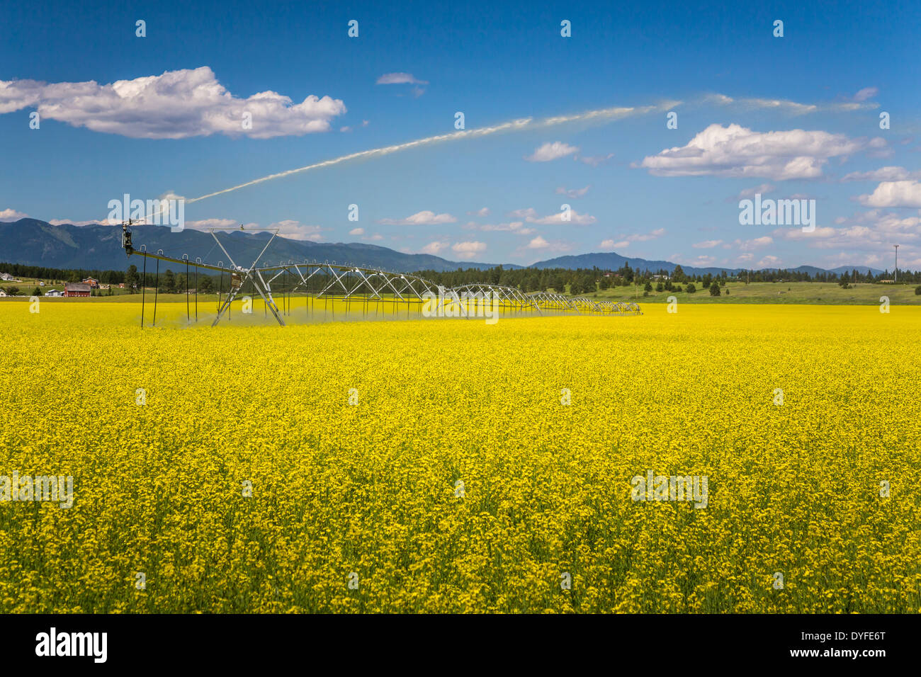 Water irrigation on a yellow blooming canola field near Kalispell, Montana, USA. Stock Photo