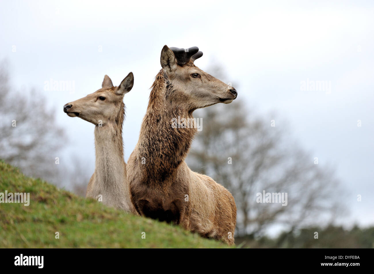 Ard Rottier Rottiere hi-res stock photography and images - Alamy
