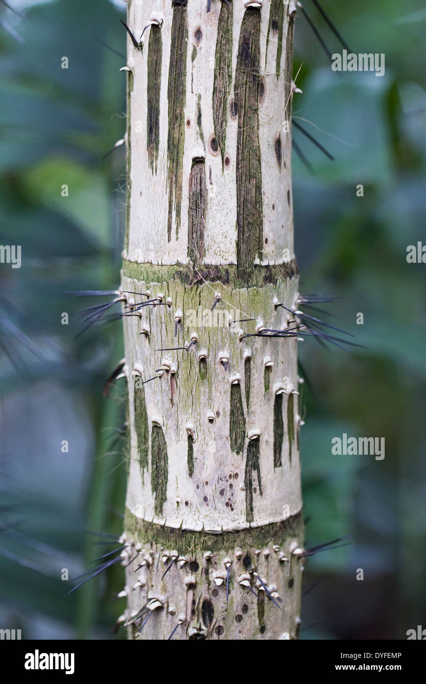 Aiphanes eggersii stem. Corozo palm stem. Stock Photo