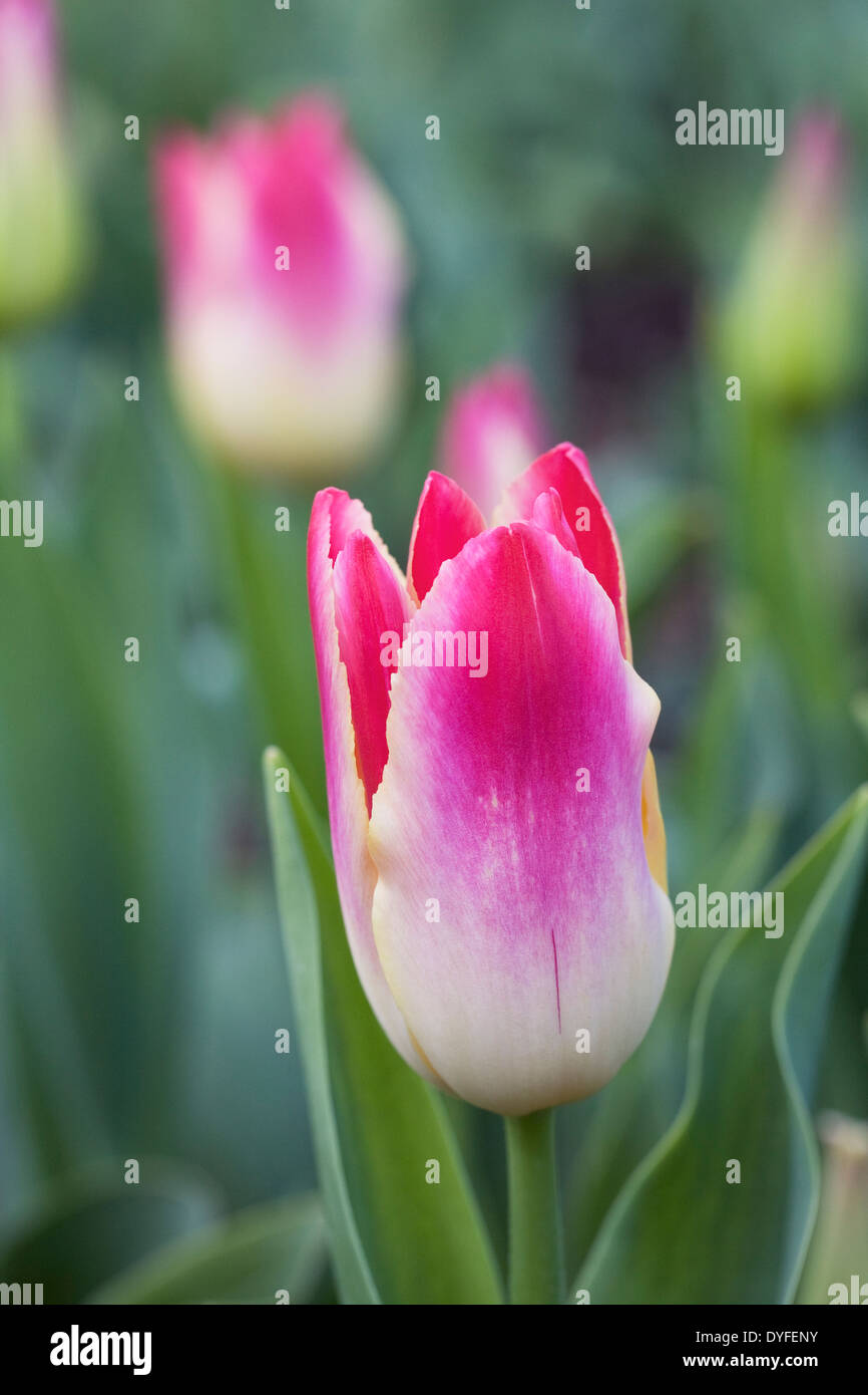 Tulipa 'Tender Whisper' in the garden. Stock Photo