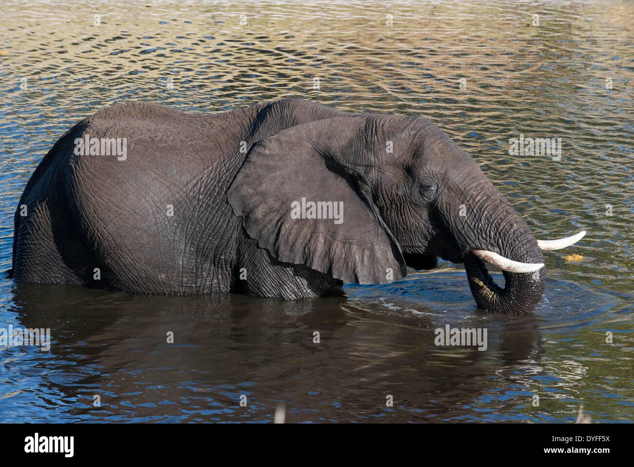 Juan Carlos Elephant High Resolution Stock Photography And Images - Alamy