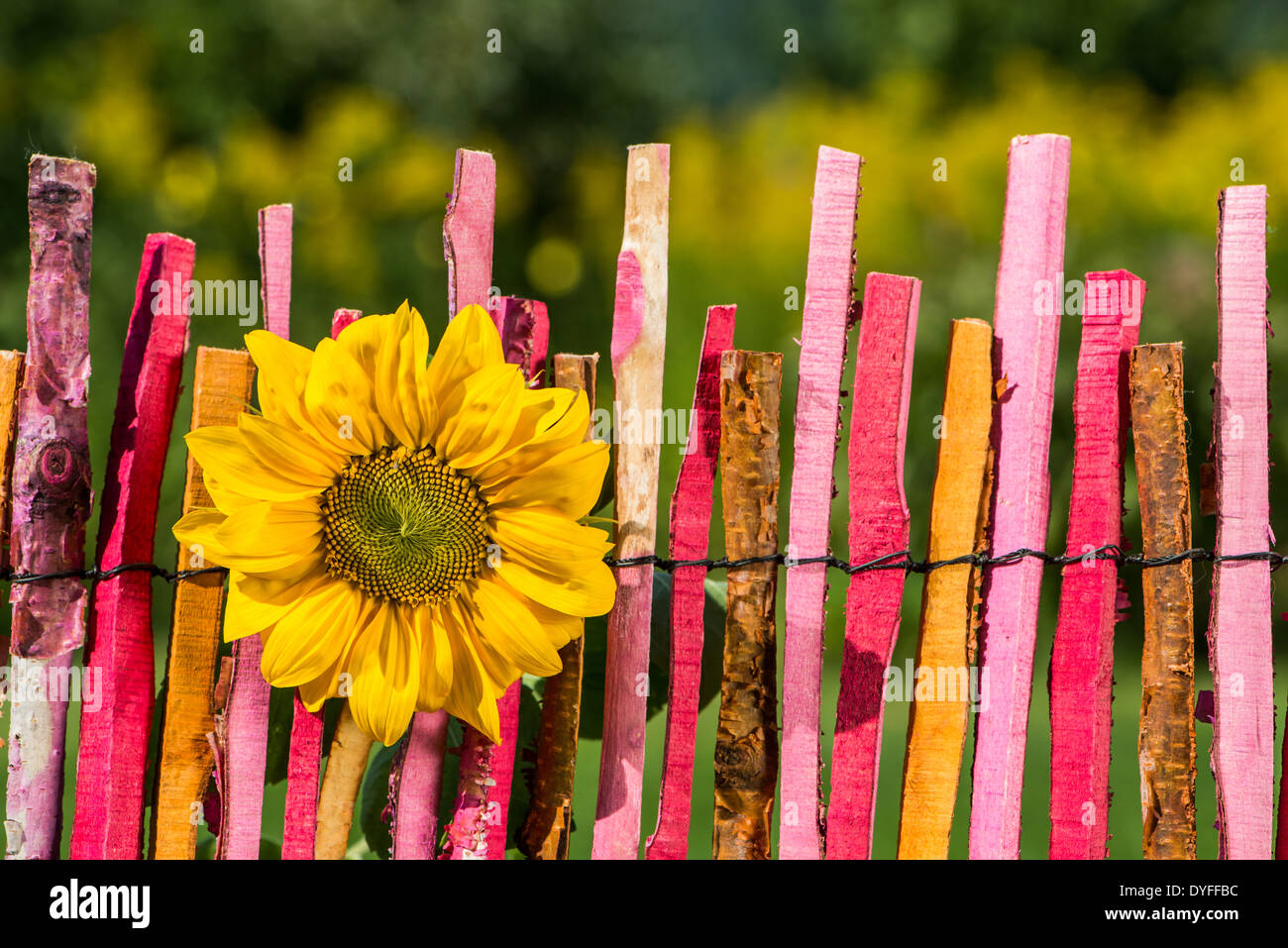 Sunflower on a colorful garden fence Stock Photo Alamy