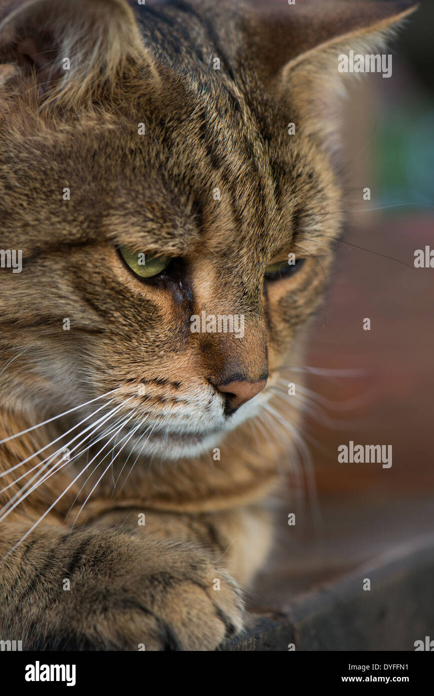 Brown tabby cat lying on a bench Stock Photo - Alamy