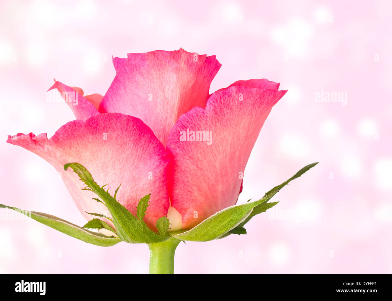 Rose pink single stem hi-res stock photography and images - Alamy