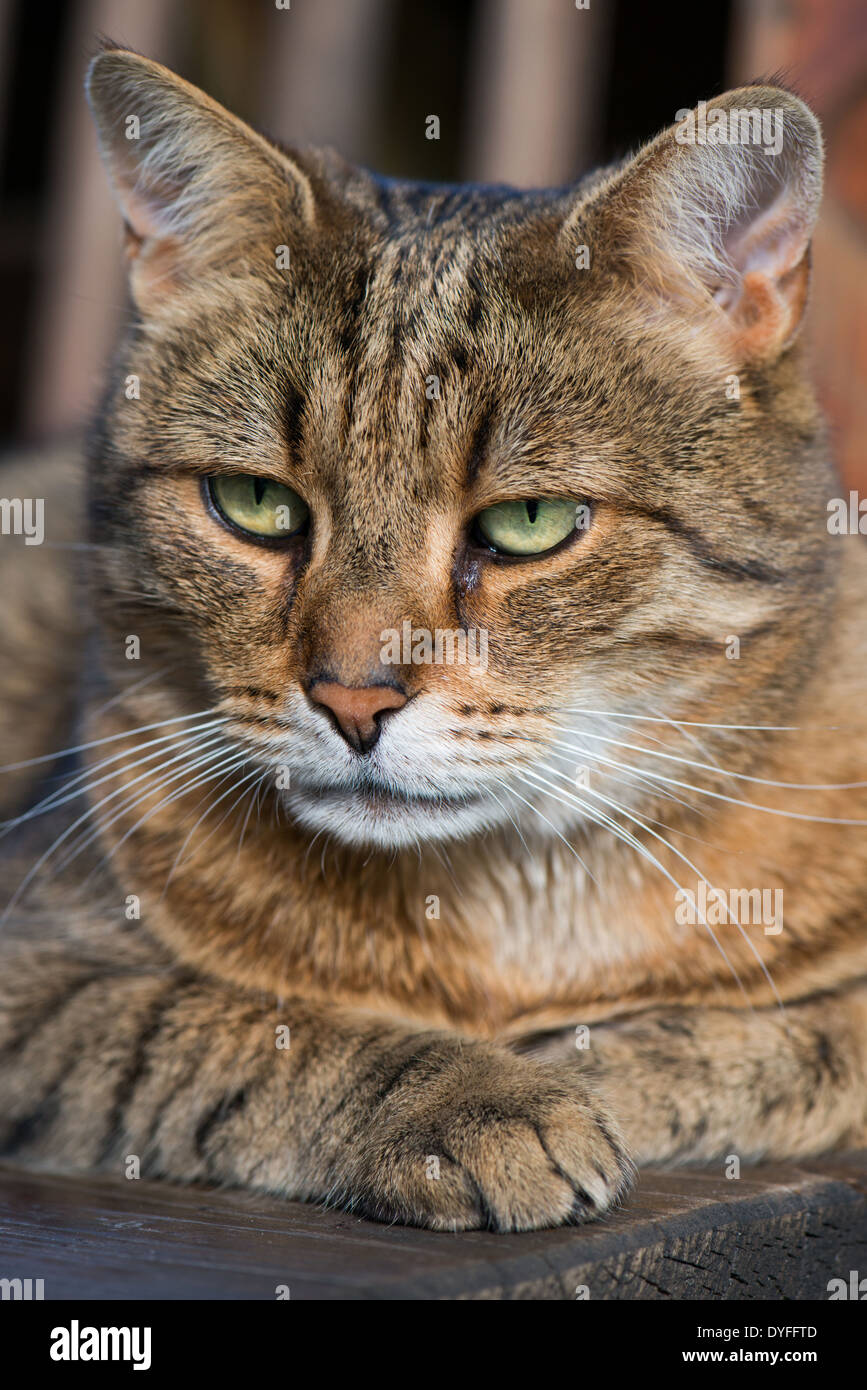 Brown tabby cat lying on a bench Stock Photo - Alamy