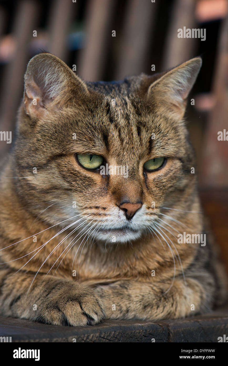 Brown tabby cat lying on a bench Stock Photo Alamy