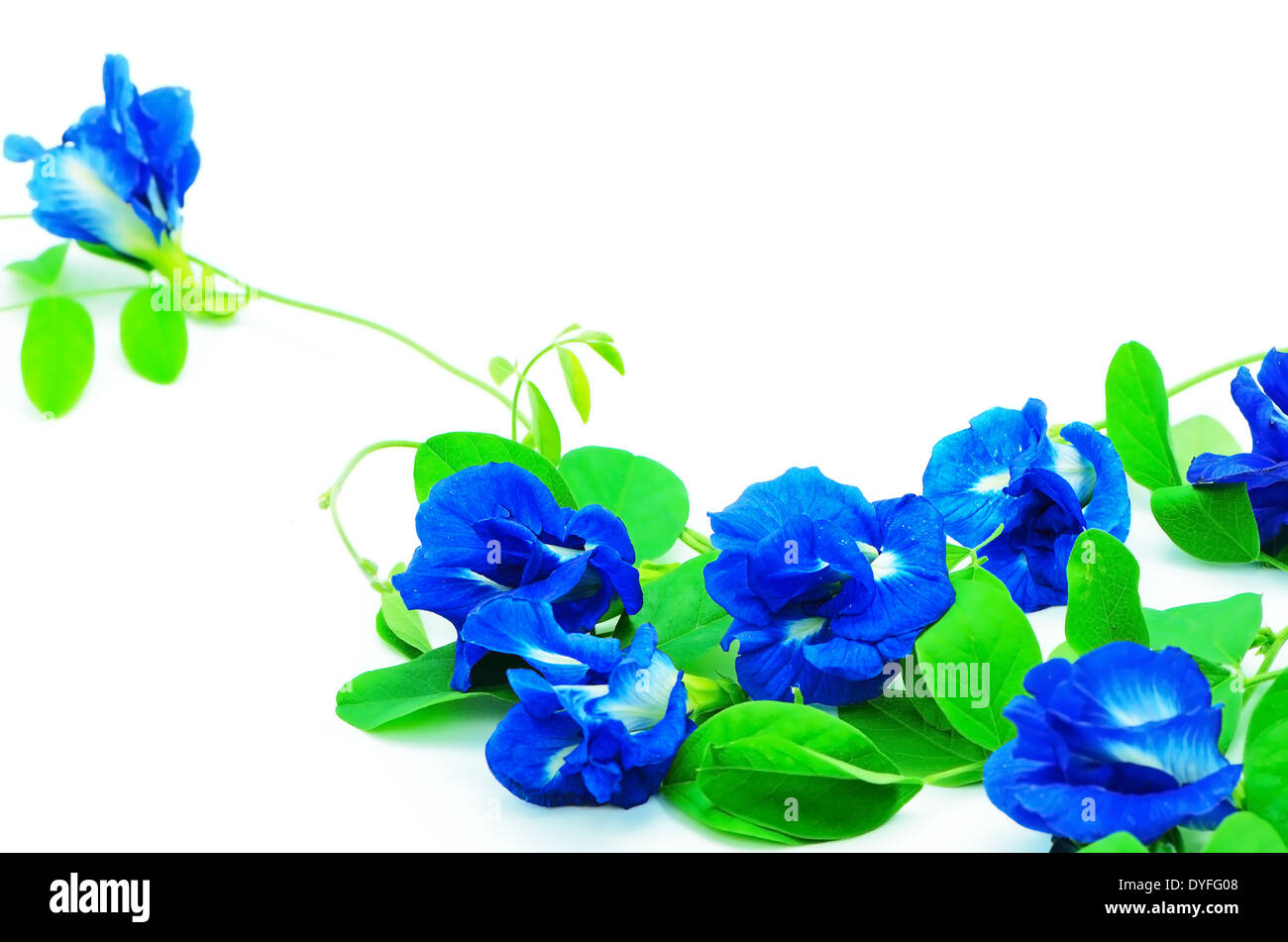 Blue flower, Butterfly Pea, Pigeon Wings, Blue Pea, isolated on a white background Stock Photo