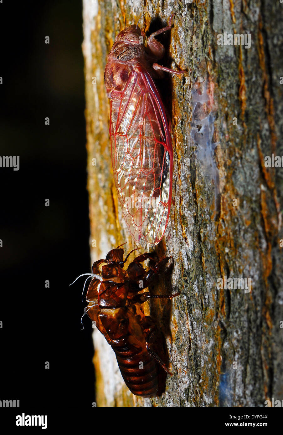 Closeup a husk and mature of cicada, hanging onto a tree branch Stock Photo