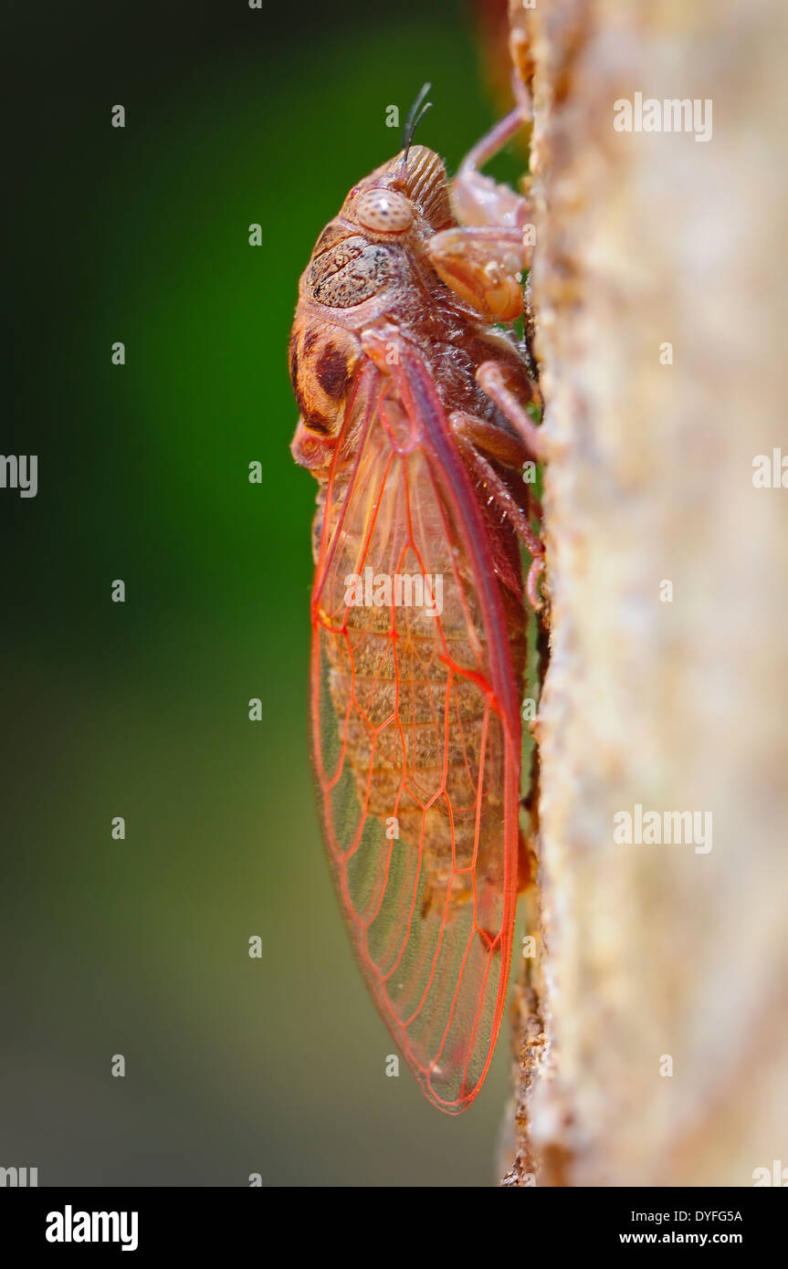 Closeup of beautiful cicada, hanging onto a tree branch Stock Photo
