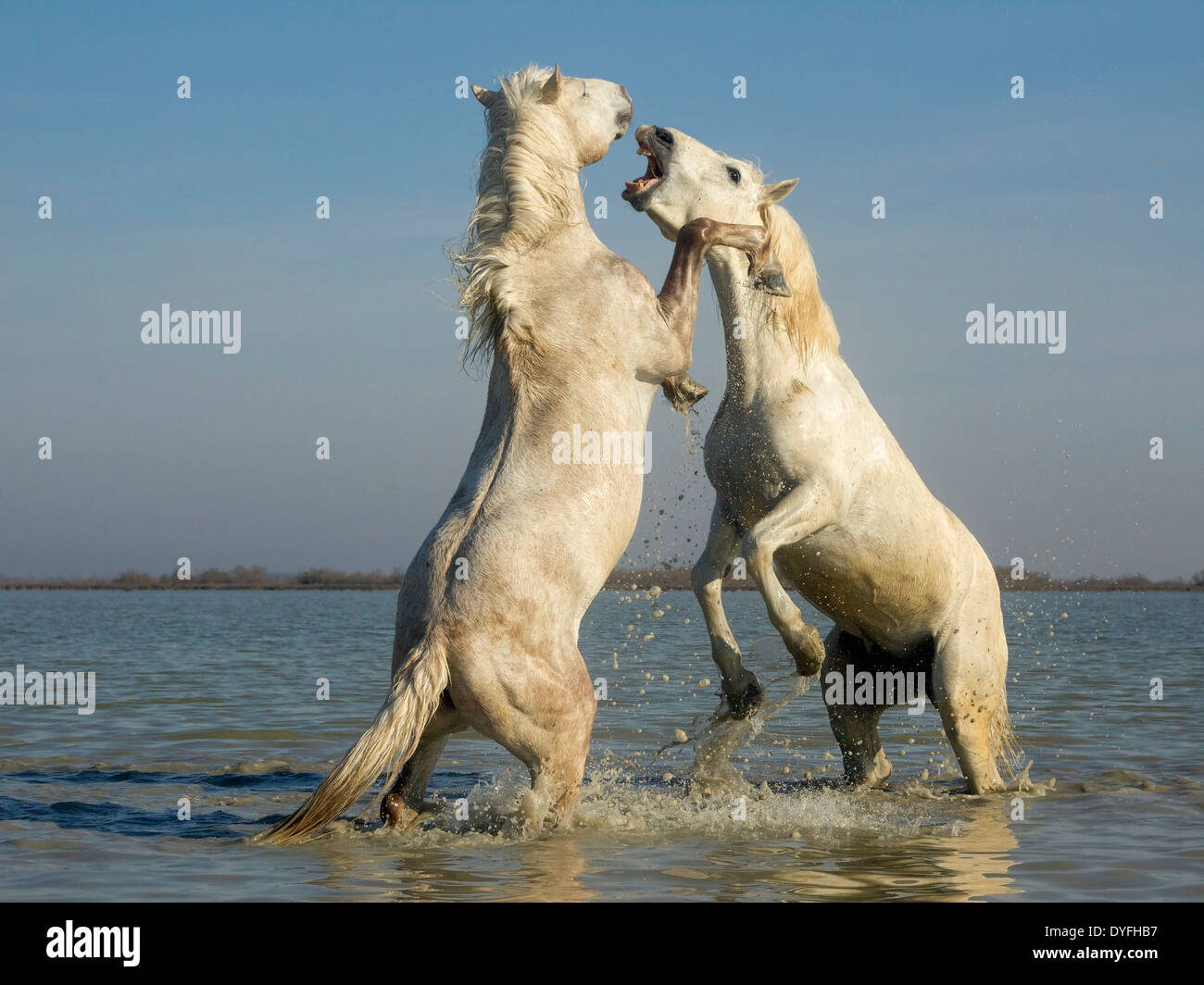 Camargue horses, stallions, sparring in water Stock Photo