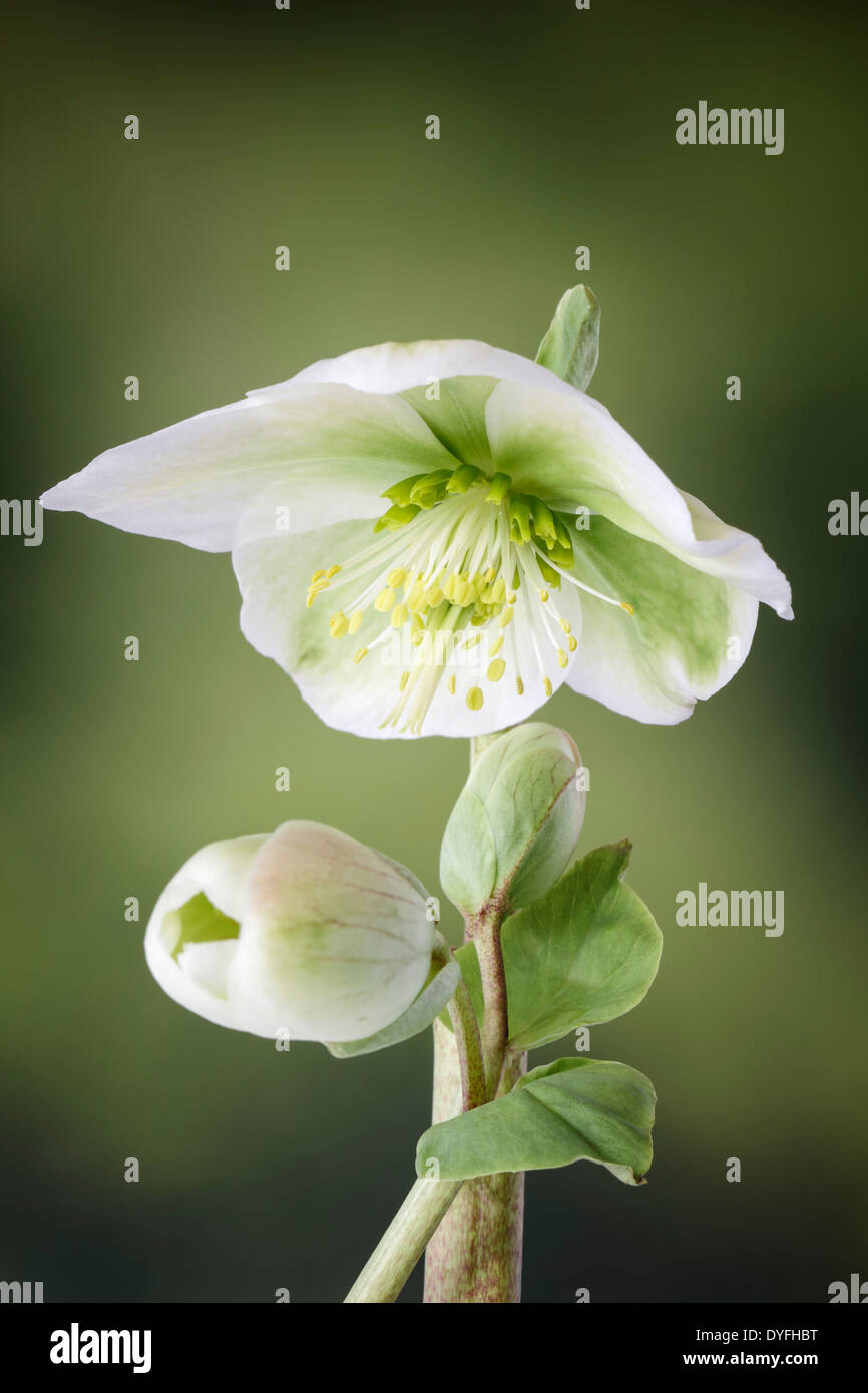 White Hellebore in bloom Stock Photo