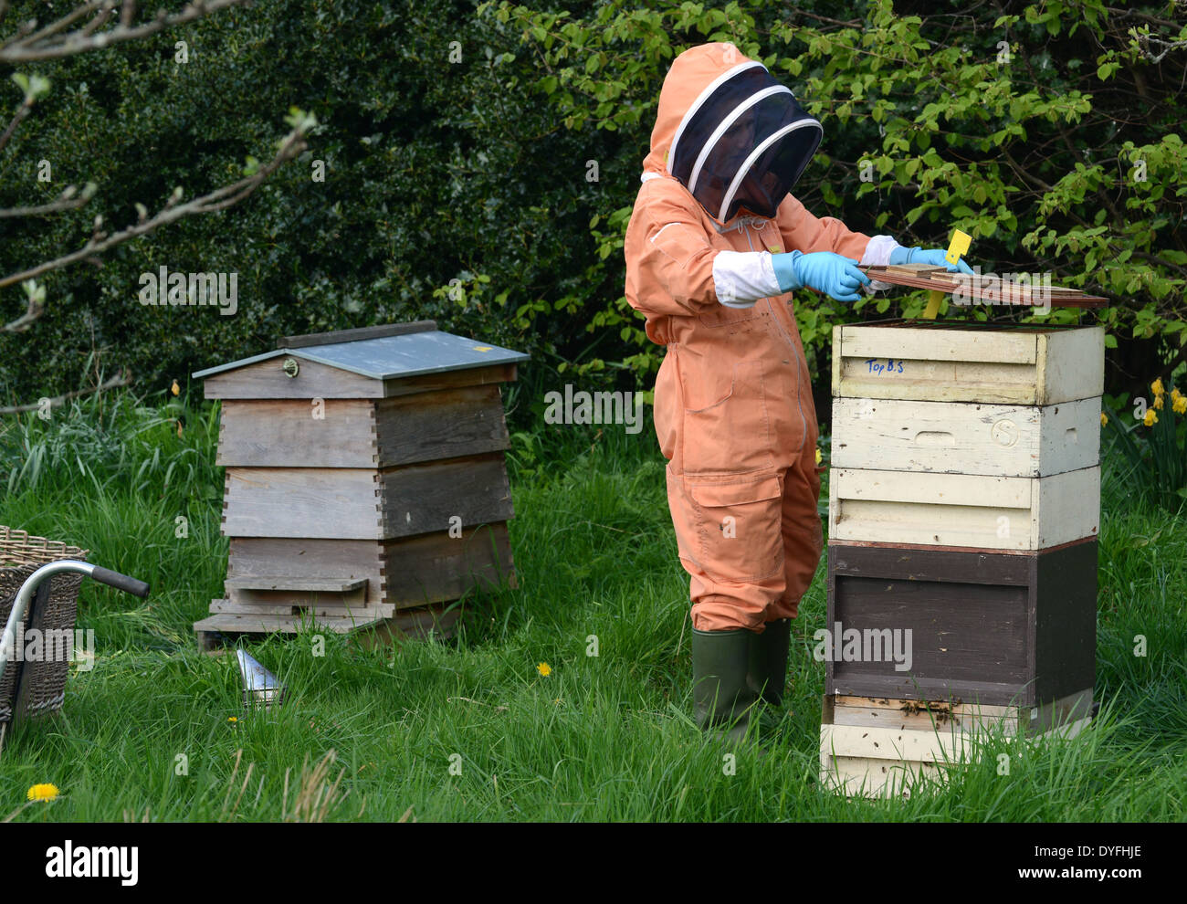 National Trust Bee keeper keeping honey bees hive Uk Stock Photo