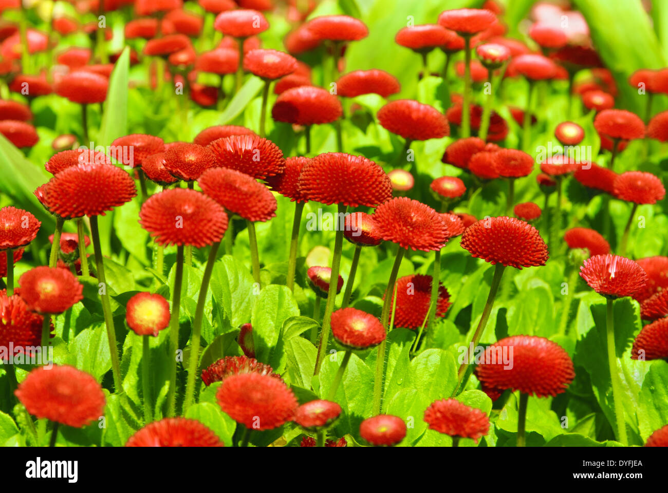 Red chrysanthemum flowers hi-res stock photography and images - Alamy