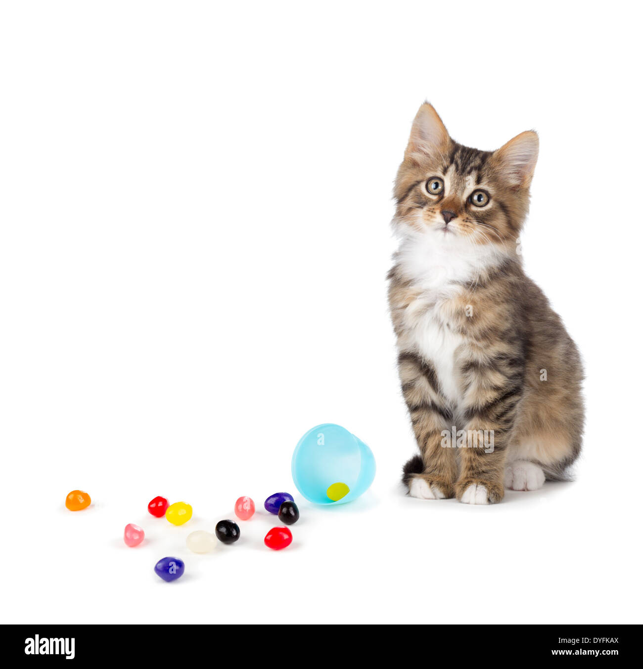 Cute tabby kitten sitting next to jelly beans spilled out of an Easter egg isolated on a white background. Stock Photo