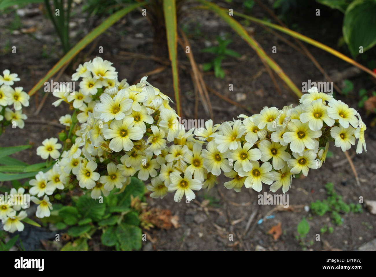 Sisyrinchium striatum 'Aunt May' flowering Stock Photo