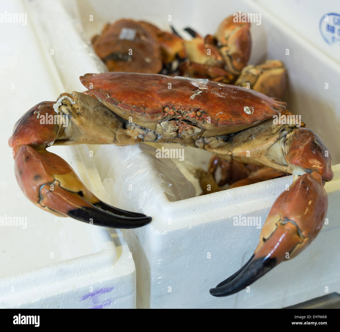 Crab for sale in a fish market, London, UK Stock Photo - Alamy