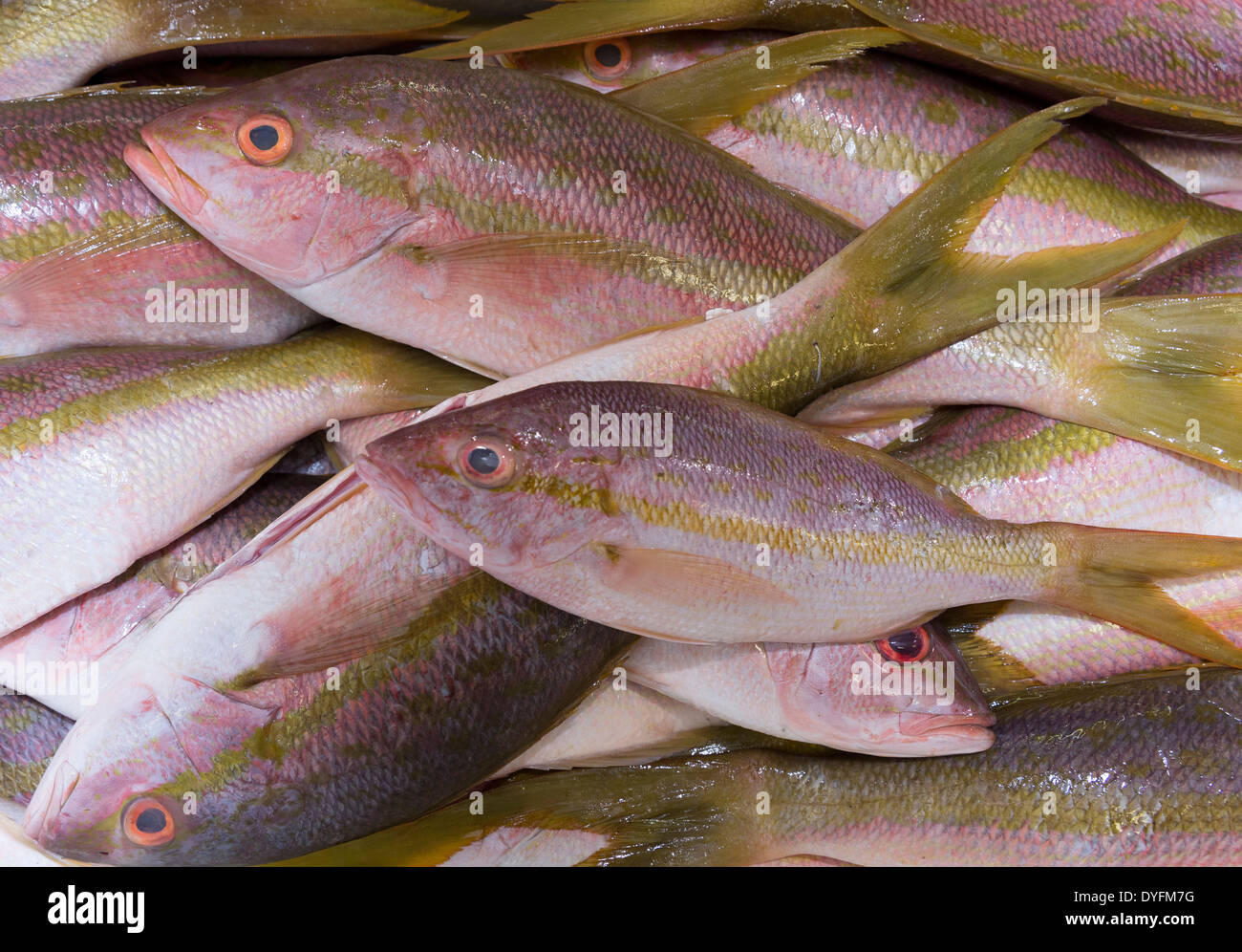 Fish for sale in a fish market, London, UK Stock Photo Alamy