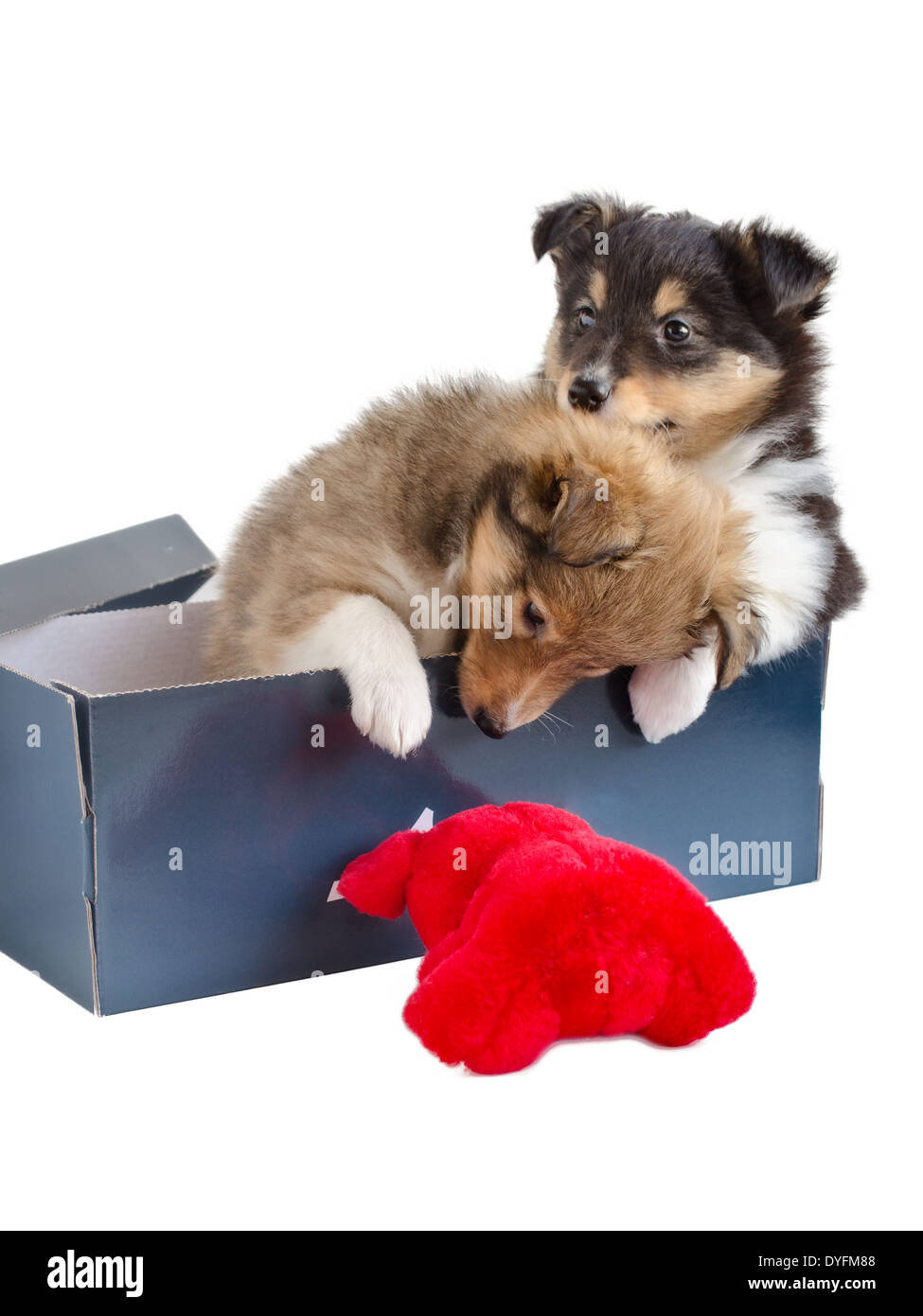 two little sheltie puppy in a gift box Stock Photo