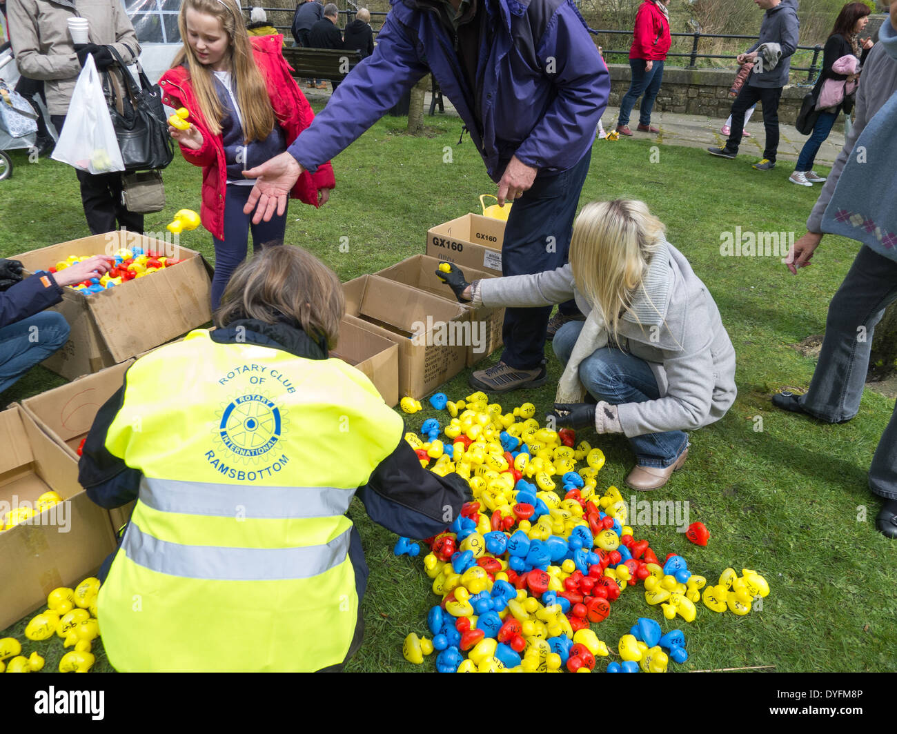 Sorting out plastic ducks after a village duck race Stock Photo