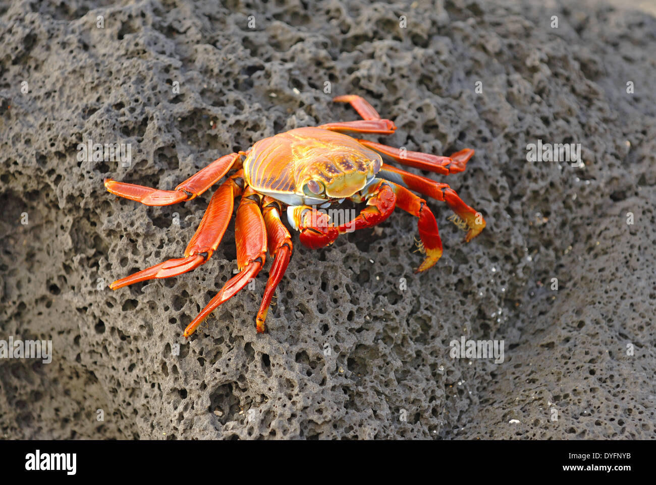 Juvenile crab galapagos hi-res stock photography and images - Alamy