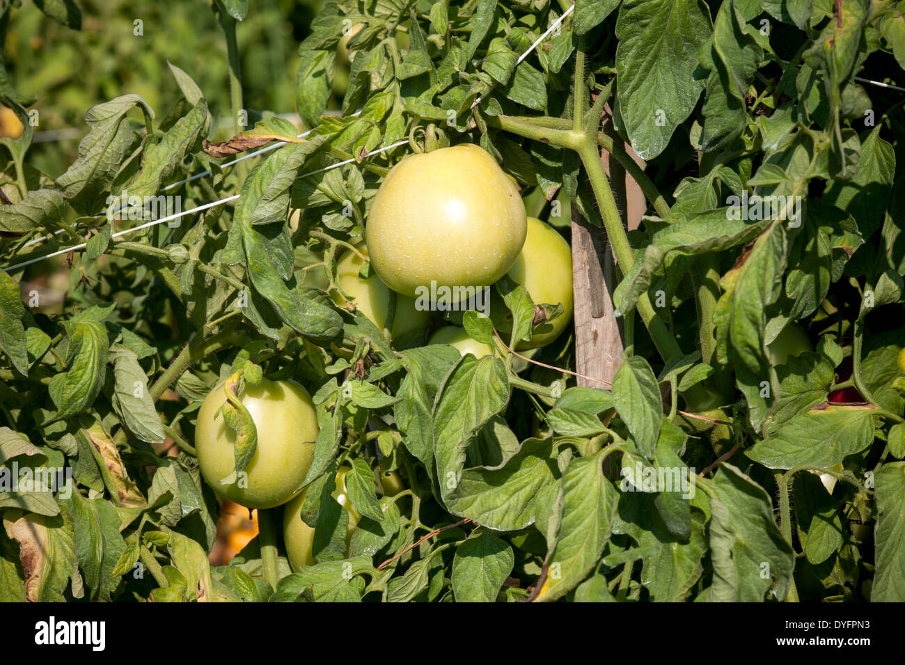 Unripe staked tomato plant Shelltwon MD Stock Photo