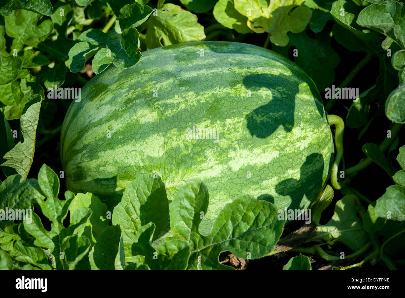 Watermelon growing in field Shelltwon MD Stock Photo