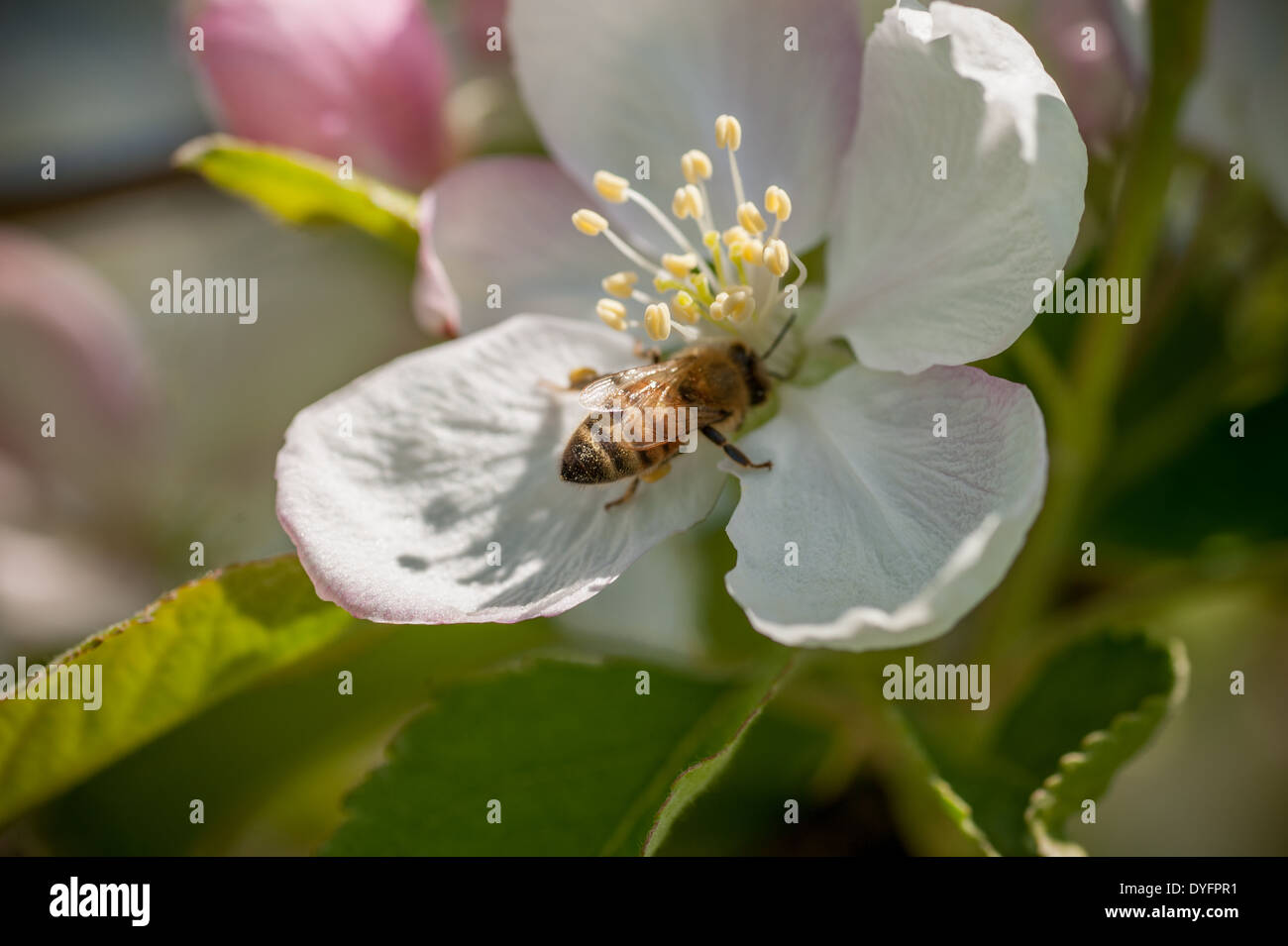 Apple Blossom with Honey Bee Thurmont MD Stock Photo Alamy
