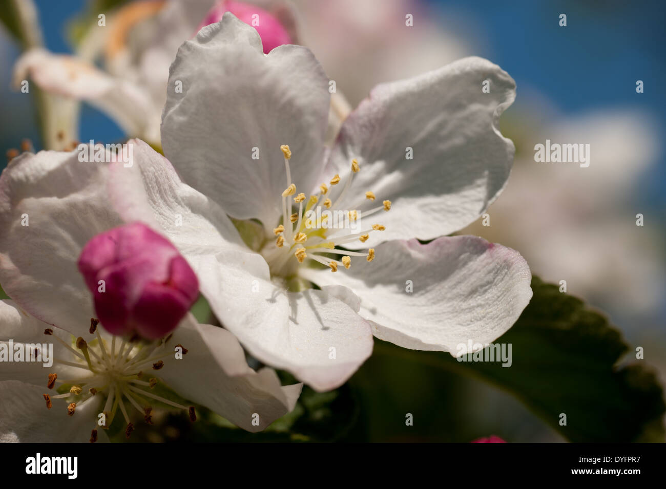 Apple Blossom Thurmont MD Stock Photo Alamy