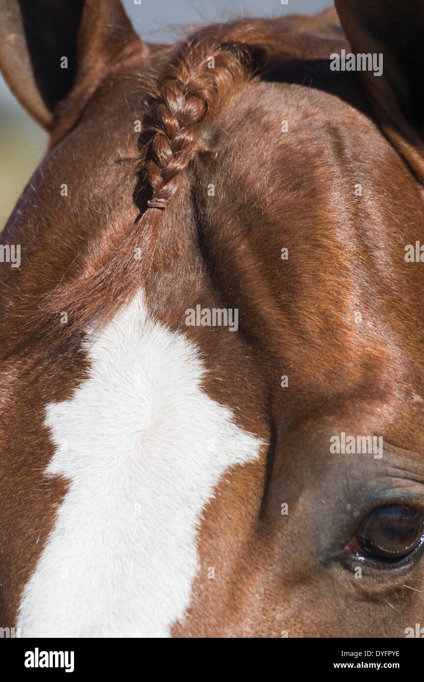 Horse forelock hires stock photography and images Alamy