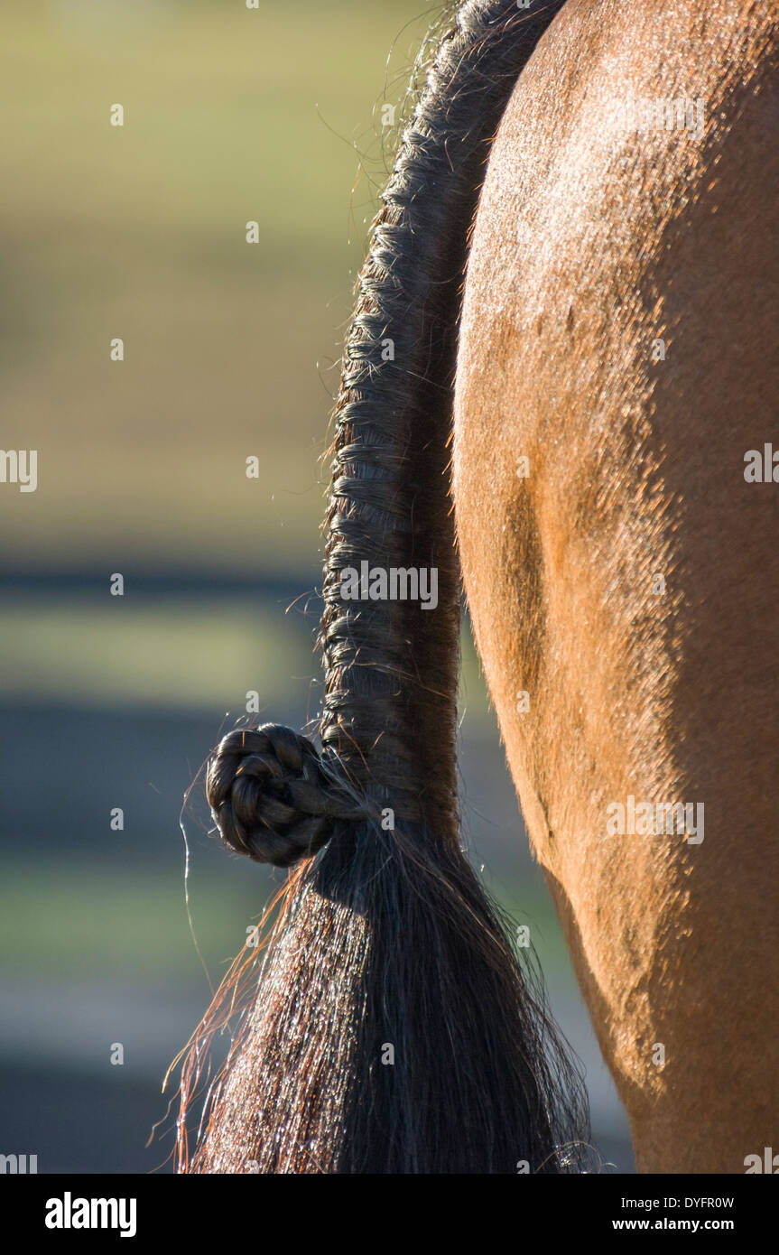 Horse tail hi-res stock photography and images - Alamy