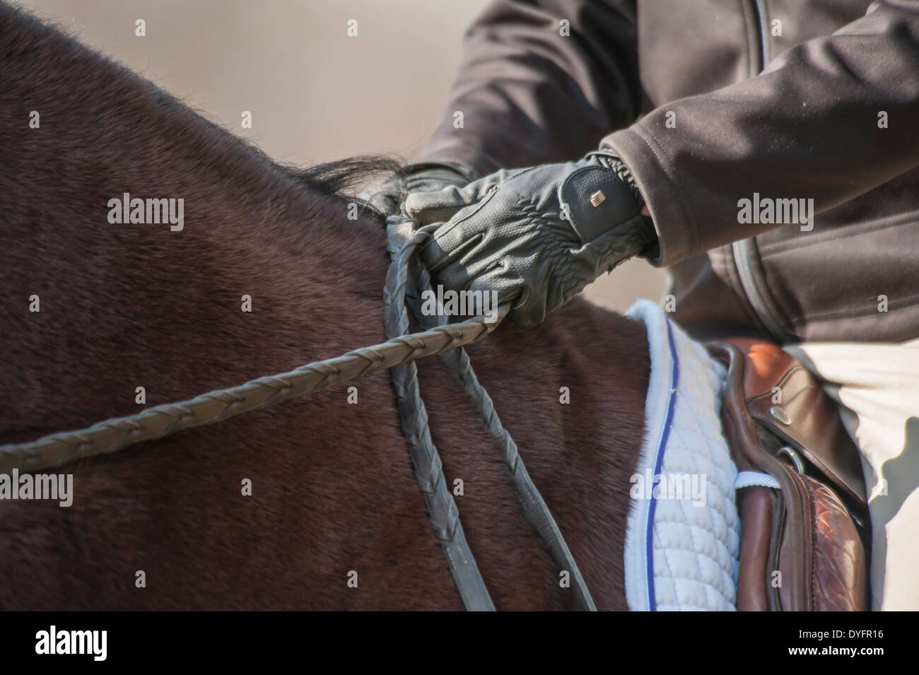 Female rider on horse Stock Photo