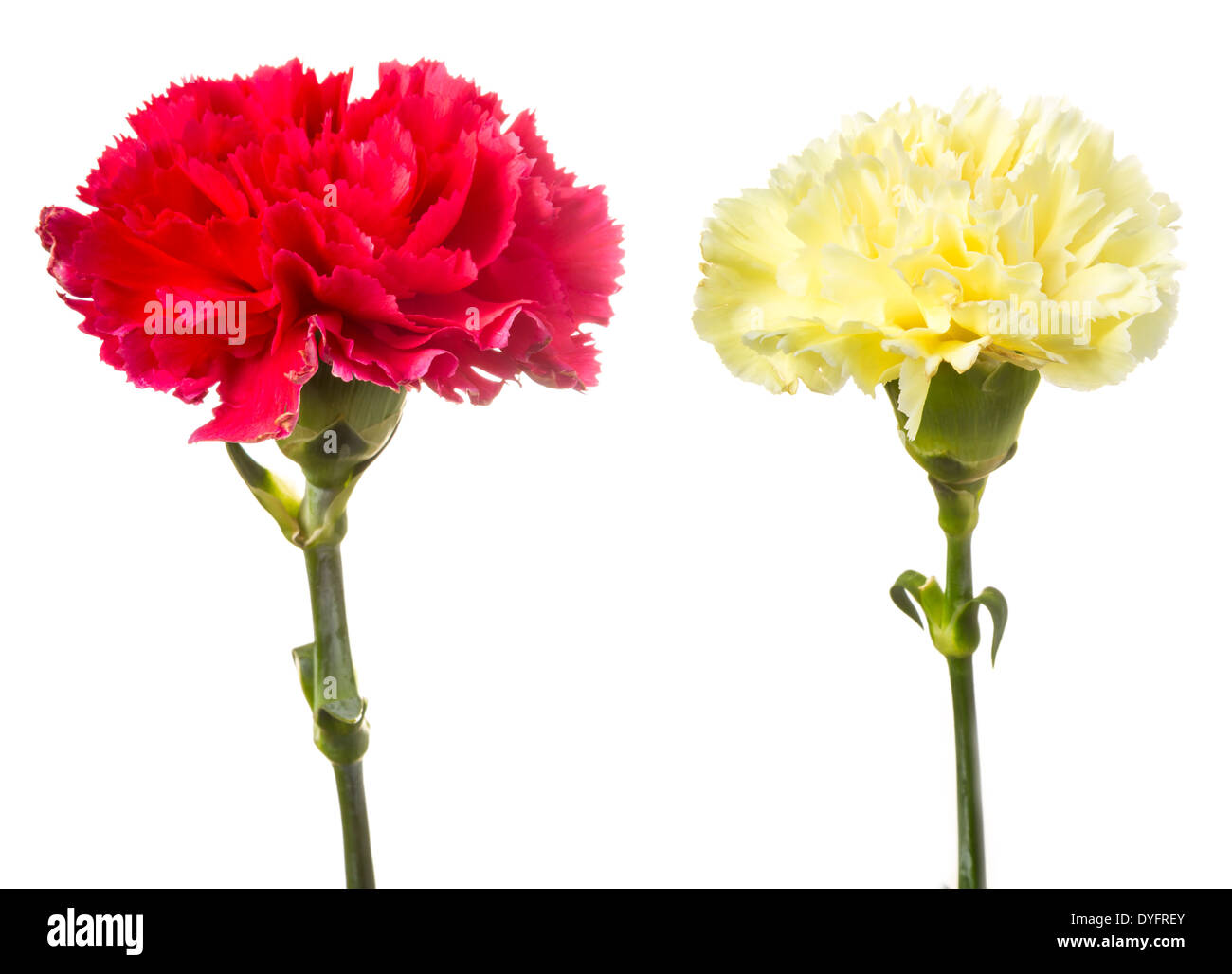 Red and yellow carnation isolated on white Stock Photo