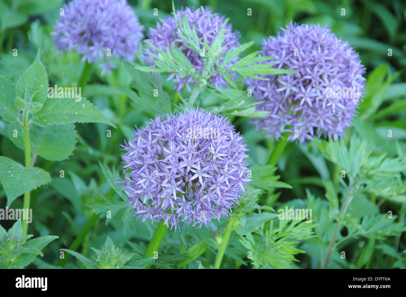 Allium in the onion family Stock Photo Alamy
