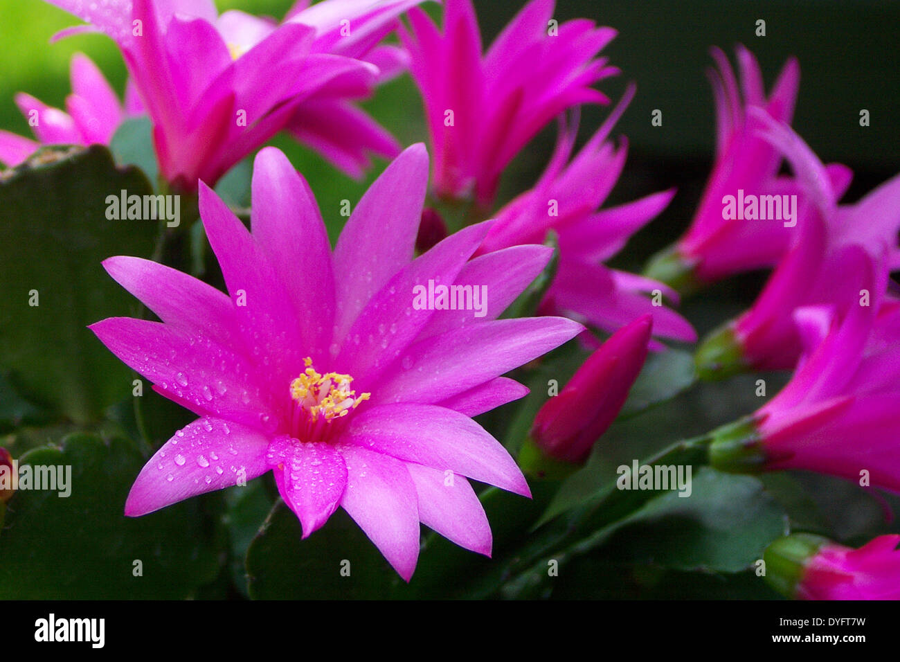 Pink Schlumbergera Cactus Flowers Stock Photo