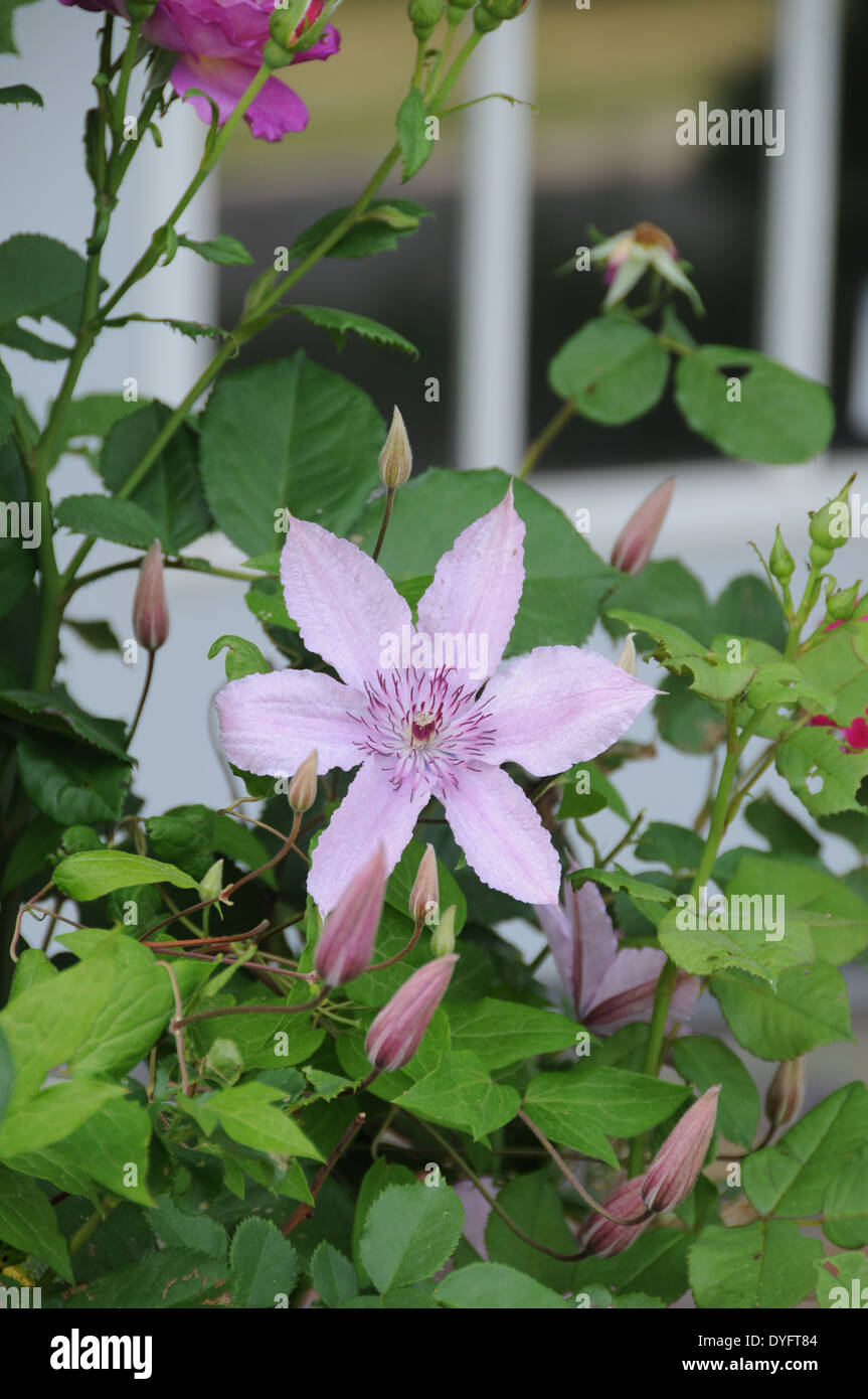 Pink Clematis in a Garden Stock Photo