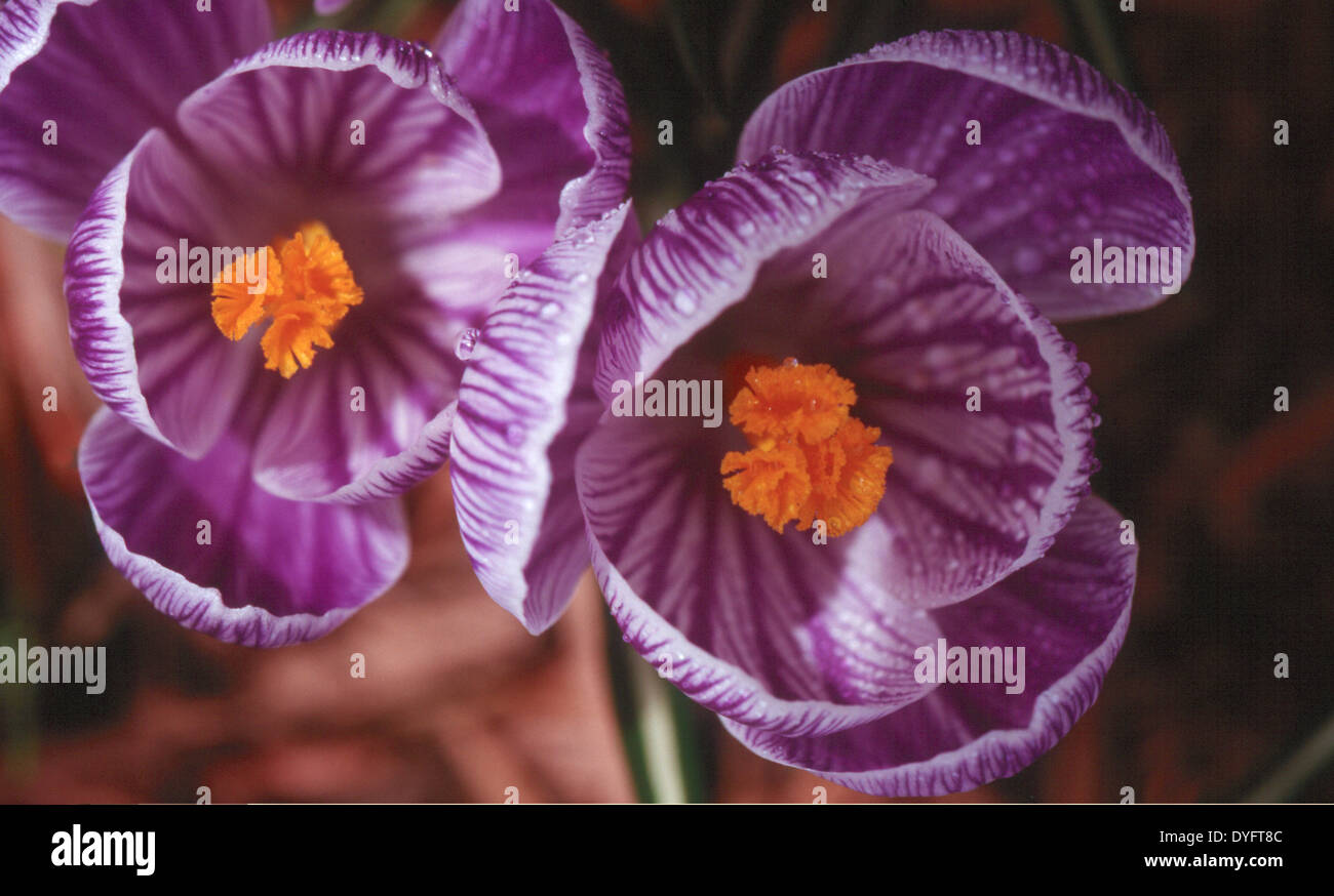 Purple and white striped flower hi-res stock photography and images - Alamy