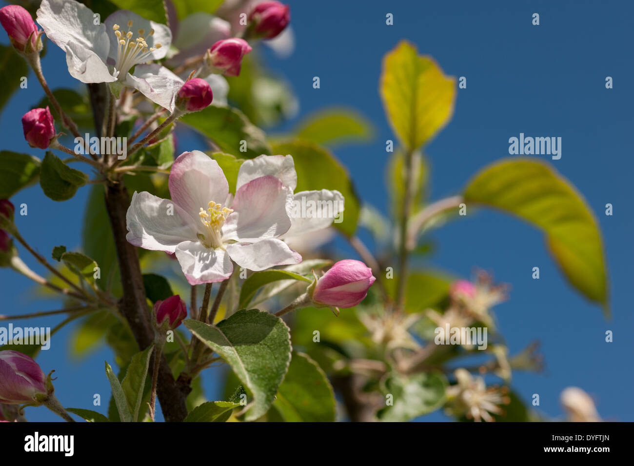 Apple Blossom Thurmont MD Stock Photo Alamy