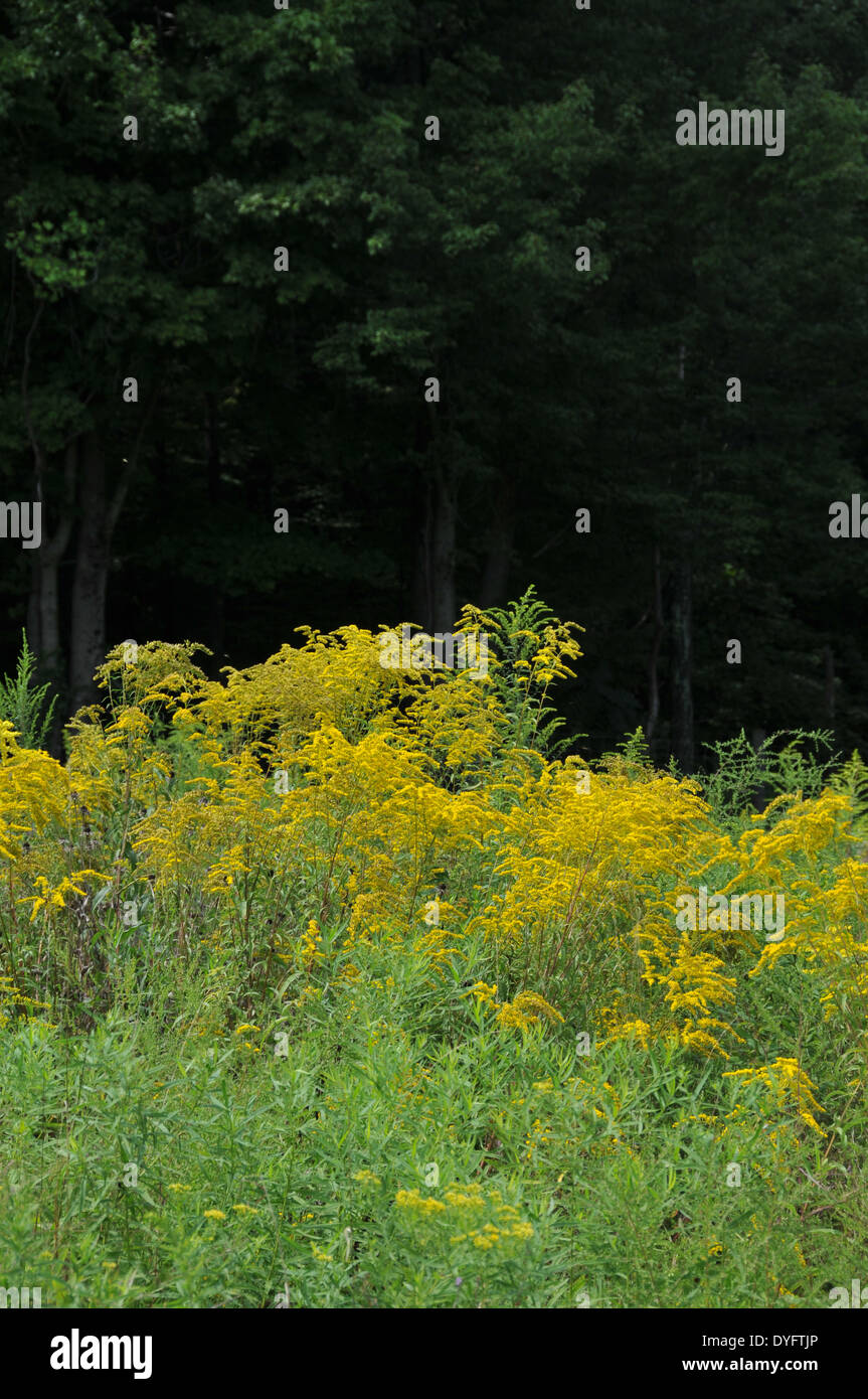 Goldenrod bouquet hi-res stock photography and images - Alamy