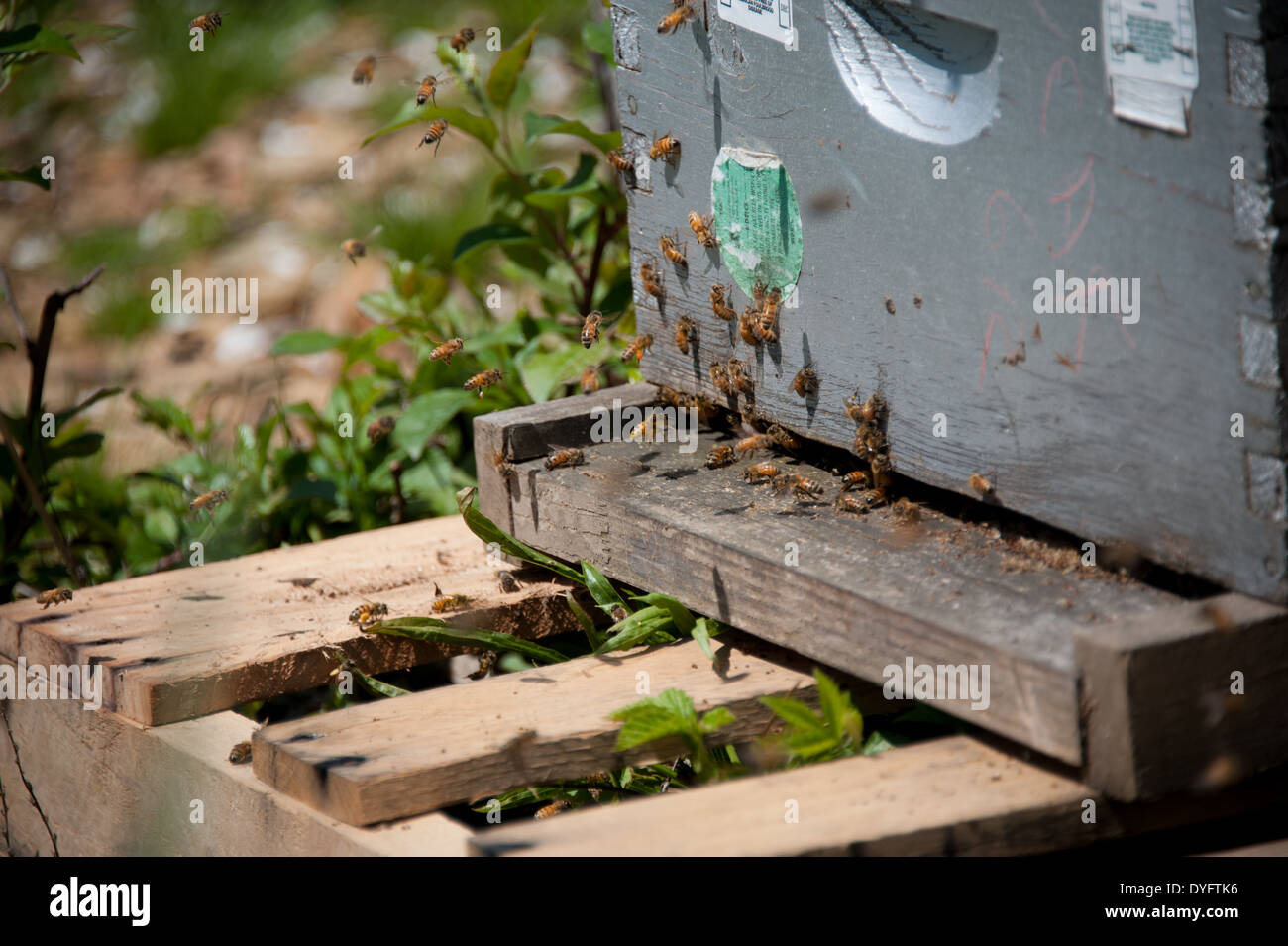 Bee Hive Thurmont MD Stock Photo