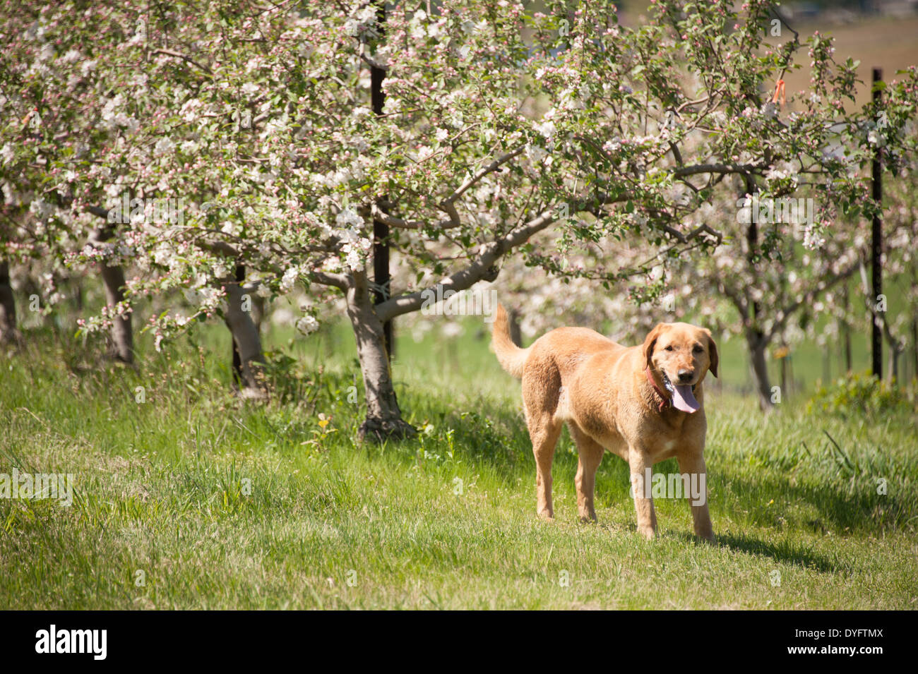 Yellow Lab in Apple Orchards Thurmont MD Stock Photo