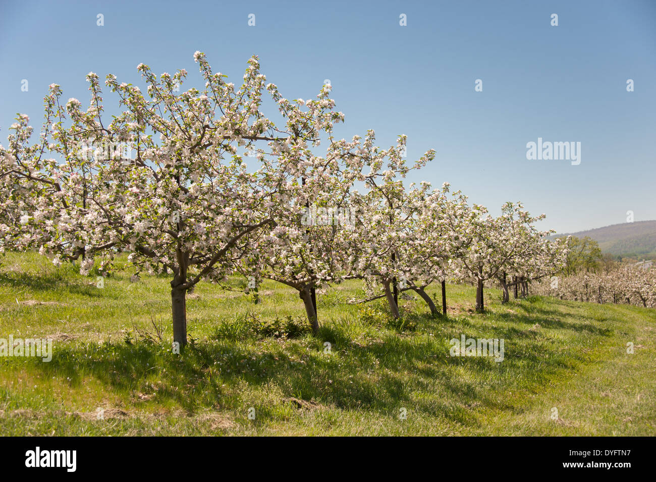 Apple Orchards Catoctin Mountain Thurmont MD Stock Photo