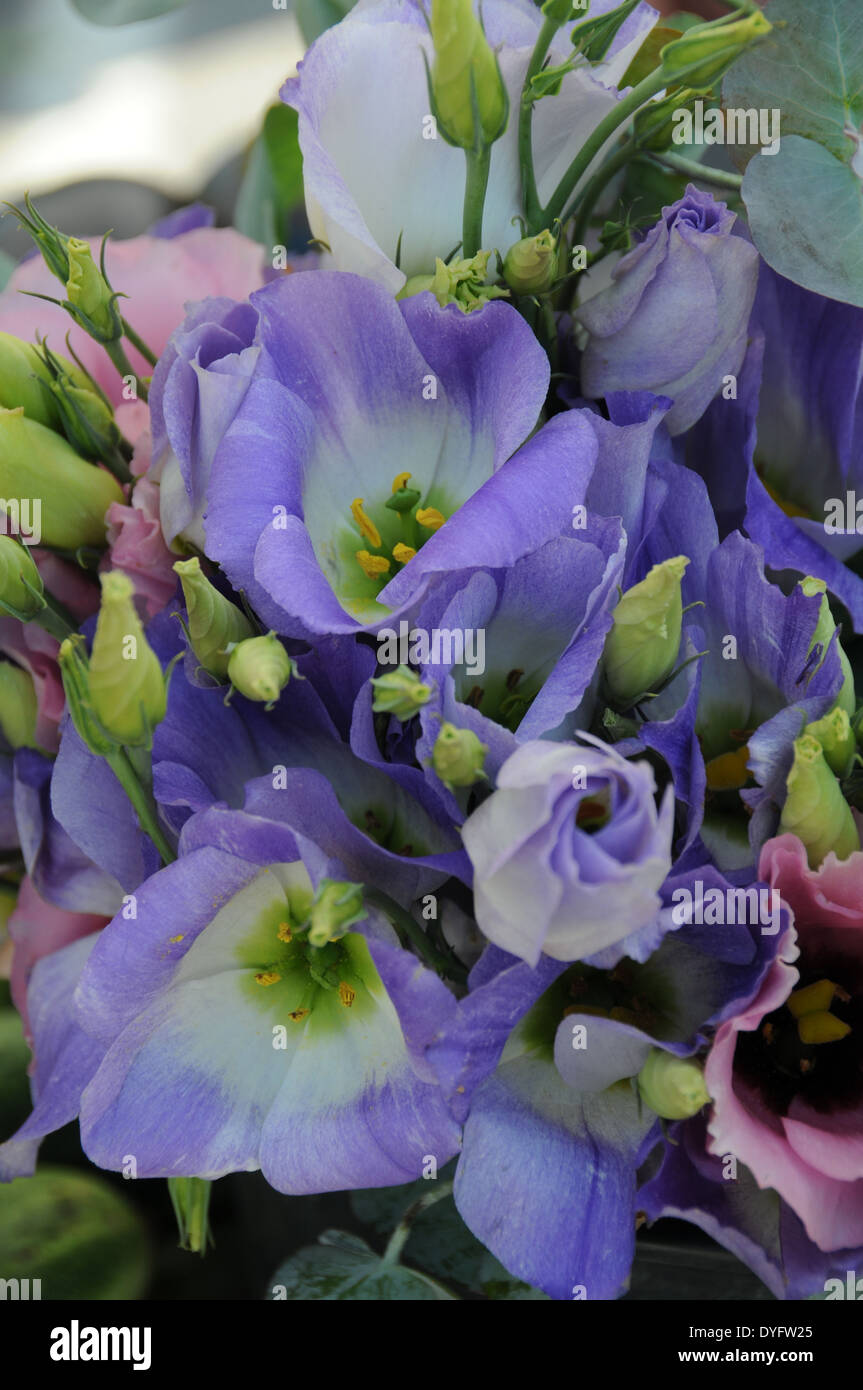 Lisianthus purple and white Stock Photo - Alamy