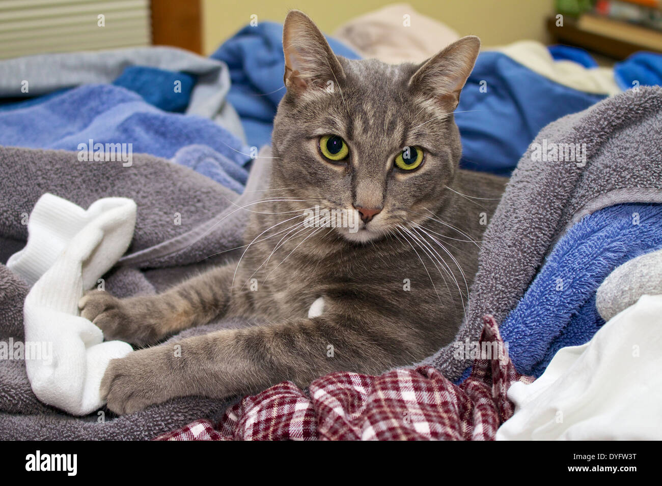 Gray tabby cat on freshly cleaned laundry Stock Photo Alamy